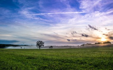 Renkli günbatımı ışığında, sisli ve güzel mor gökyüzü olan tek bir ağaç.