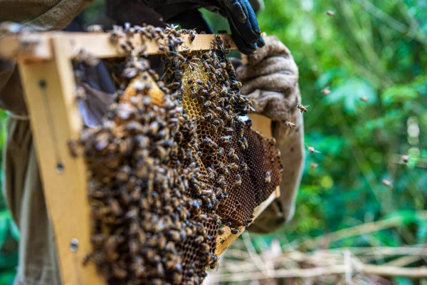 Arılarla Dolu Bal Peteğini Tutan Eller — Stok fotoğraf