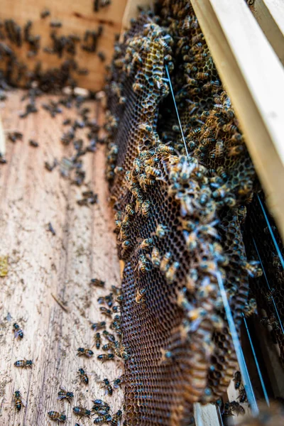 bees organize their honey