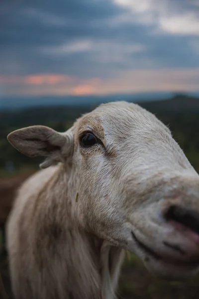Face Goat Looking Camera — Stock Photo, Image