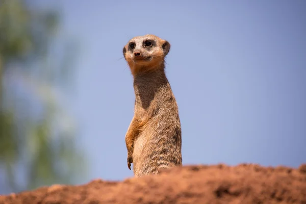 Meerkat standing - blue sky — Stock Photo, Image