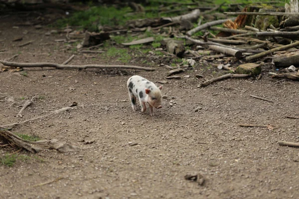 Bentheimer Landschwein, δωρεάν χοίρων, γουρούνι ευτυχισμένη — Φωτογραφία Αρχείου