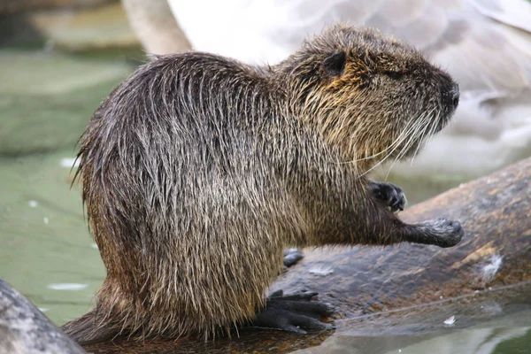 Nutria à l'eau, macro — Photo