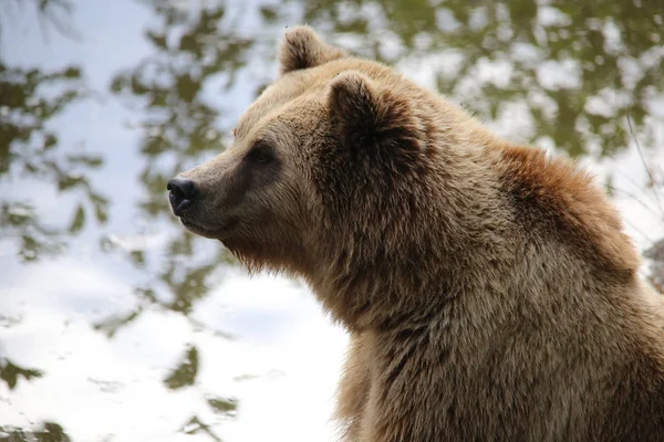 Ours brun assis au bord de l'eau, semble réfléchi Image En Vente