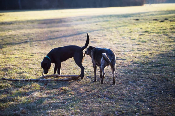 Σκυλιά όσφρηση στο πισινό — Φωτογραφία Αρχείου