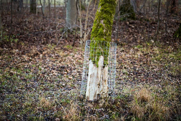 Riparo contro castoro su albero — Foto Stock