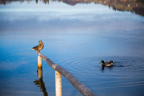 Kaczki w miłości, popływać po jeziorze — Zdjęcie stockowe