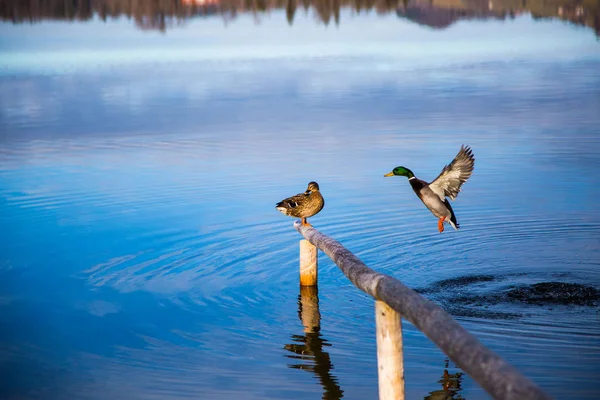 Adonis kaczek na jeziorze — Zdjęcie stockowe