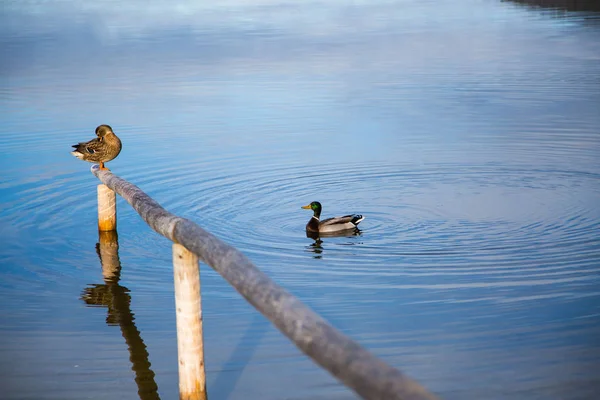 Adonis kaczek na jeziorze — Zdjęcie stockowe