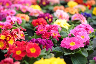  Çuha çiçeği çocuk odasında, Bahar