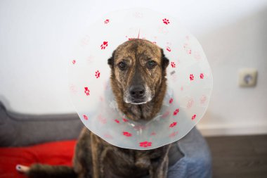 Köpek koruyucu yakalı