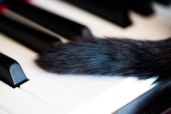 Cat tail on piano