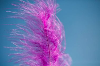 Mavi gökyüzü üzerinde pembe tüy