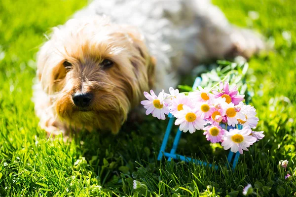 Hund mit Blumen auf der Wiese — Stockfoto