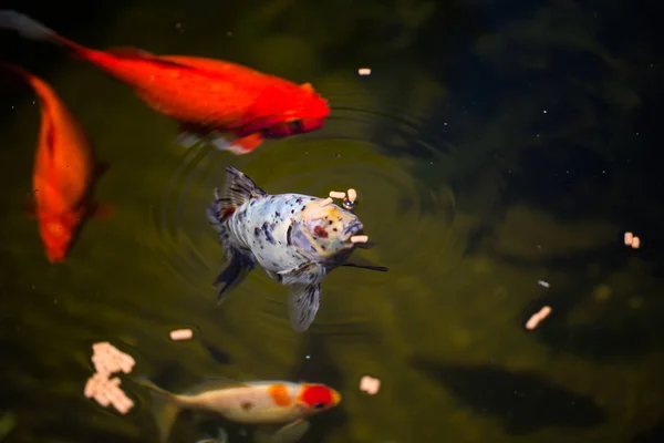 Havuzda goldfishes ile shubunkin — Stok fotoğraf