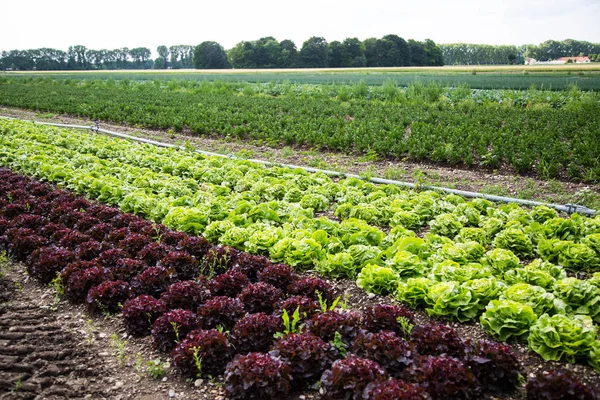 Sahada, büyüyen, markası, Lollo rosso salata salata