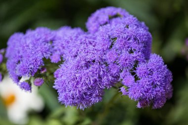 Çiçekli ageratum bir bahçe