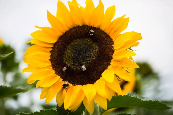 Abejas y abejorros en un girasol, macro shot — Foto de Stock