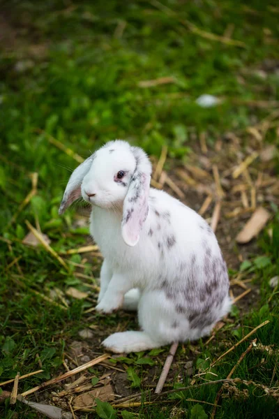 Rabbit standing in the grass — Stock Photo, Image