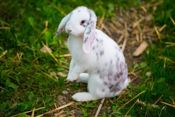 Conejo de pie en la hierba —  Fotos de Stock