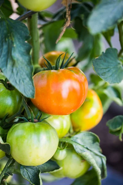 Tomates sur le buisson, dans une pépinière — Photo