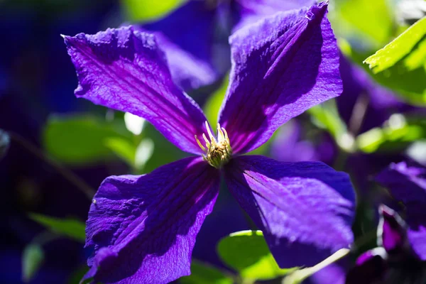 Clematis climbs along the wall — Stock Photo, Image