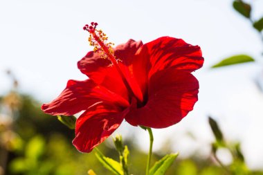 Kırmızı hibiscus Bahçe bir ortamda