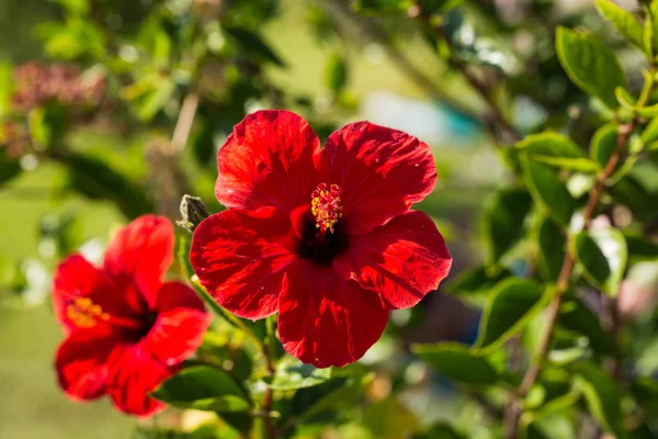 Kırmızı hibiscus Bahçe bir ortamda