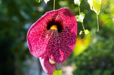 Spiritsflower,  spirits, annonces payantes, ghosts