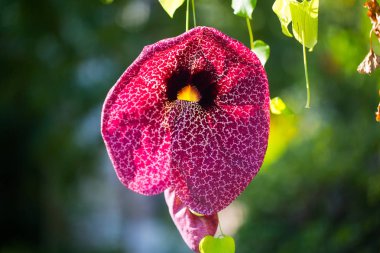 # Ruhlar, ruhlar, anonslar # # Alacaklılar, hayaletler, Aristolochia #