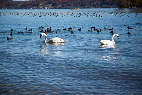 Łabędzie i kaczki nad jeziorem Starnberger See — Zdjęcie stockowe