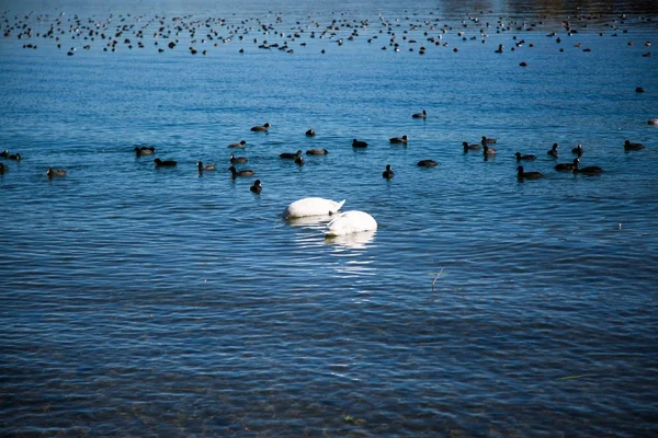 Łabędzie i kaczki nad jeziorem Starnberger See — Zdjęcie stockowe