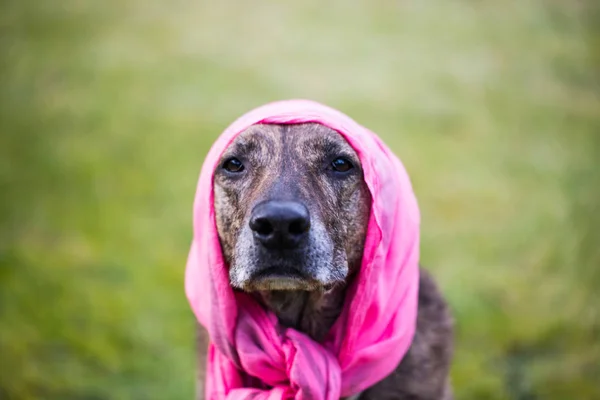 Σκύλος με μαντίλα στο Λιβάδι, πορτρέτο — Φωτογραφία Αρχείου