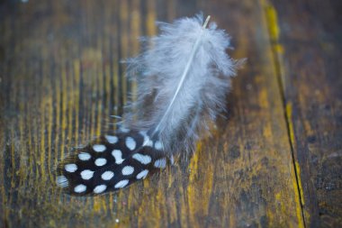 Bıldırcın, ahşap arka plan üzerinden geçiş yumuşatma