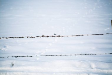 dikenli tel kışın, fotoğraf