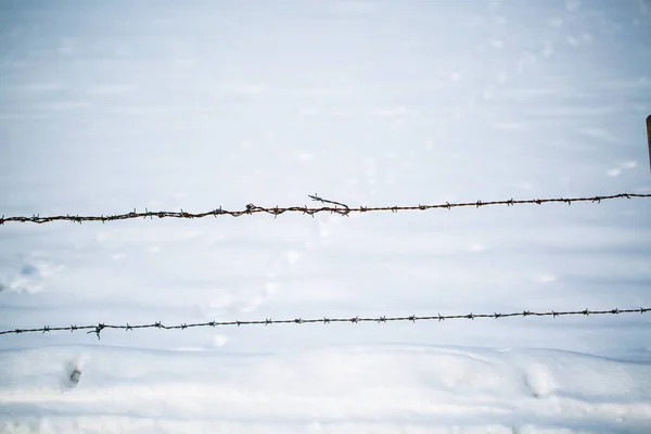 Taggtråd i vinter, Foto — Stockfoto