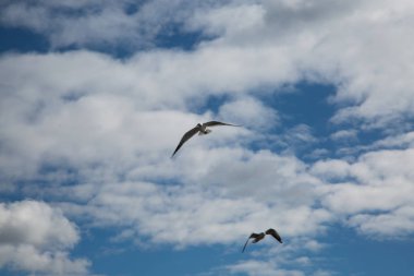 Gökyüzünde martı, mavi gökyüzü