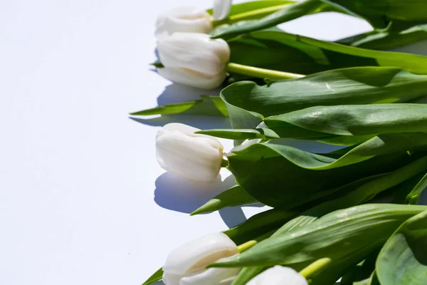 Tulipanes blancos, sobre fondo blanco — Foto de Stock