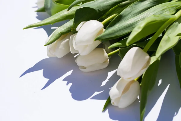 Tulipanes blancos, sobre fondo blanco — Foto de Stock