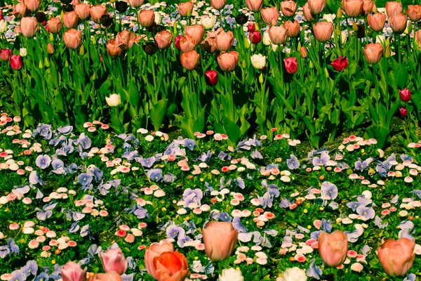 Colorful flowerbed in the sunshine — Stock Photo, Image