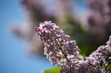 Nisan, Bahar, sunshine mor Lila