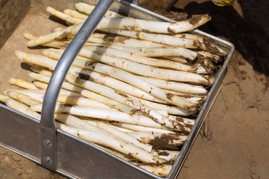 Taze hasat kuşkonmaz kuşkonmaz sahada sepeti