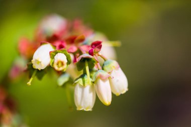 Yaban mersini çiçek dalı,