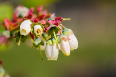 Yaban mersini çiçek dalı,
