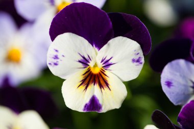 Boynuz Menekşe, Viola cornuta, makro çekim