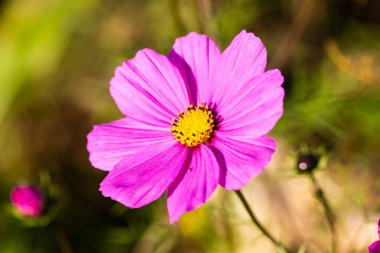 Pembe kozmetik, makro, bahçe işleri.