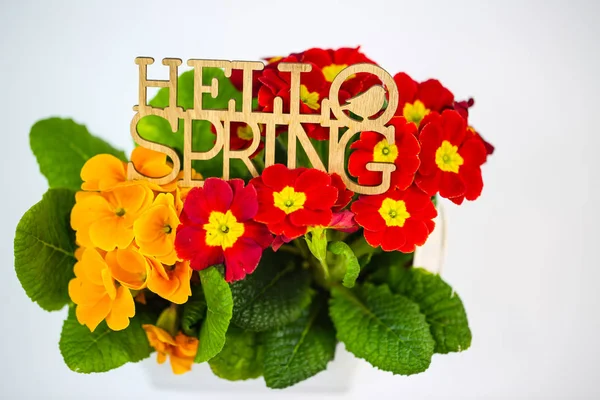 Prilmula with Hello spring on white background — 스톡 사진
