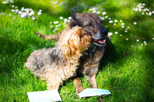 Zwei Hunde Mit Mundschutz Auf Der Wiese Bleiben Gesund Halten — Stockfoto