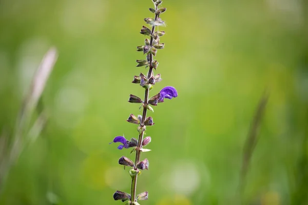 英語の庭の野草の牧草地 — ストック写真