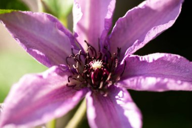 Anneler Günü için renkli çiçekler